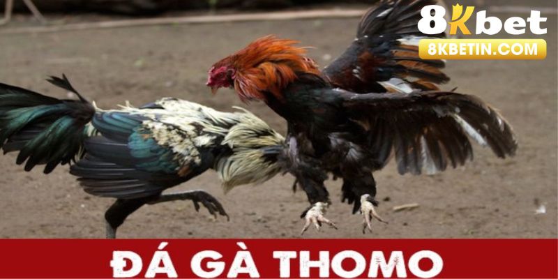 đá gà thomo