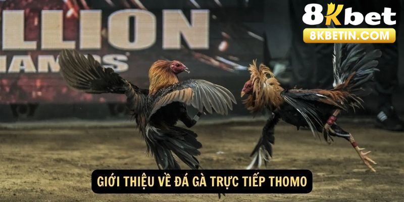 Đá gà Thomo có nguồn gốc từ Campuchia và là siêu phẩm giải trí thú vị