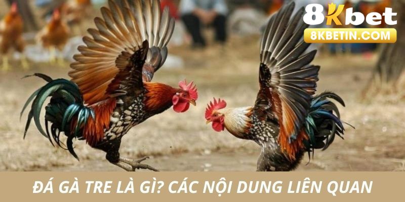 Thông tin về đá gà tre cho người mới tham gia